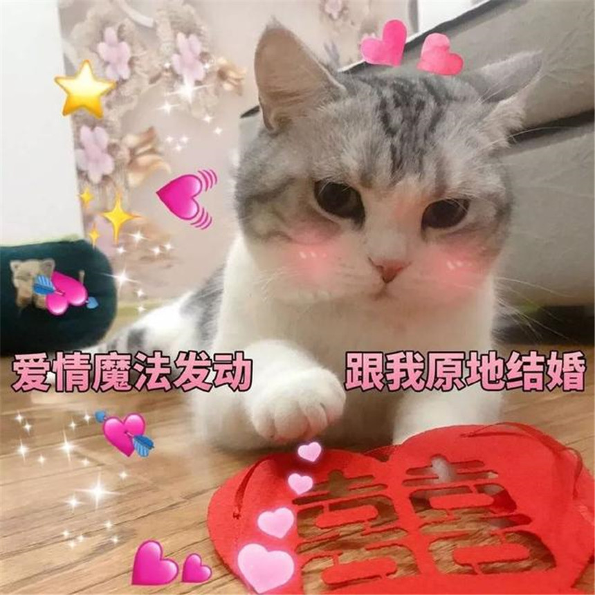 "撩小姐姐"表情包!小奶猫:在吗?爱情魔法发动,跟我原地结婚