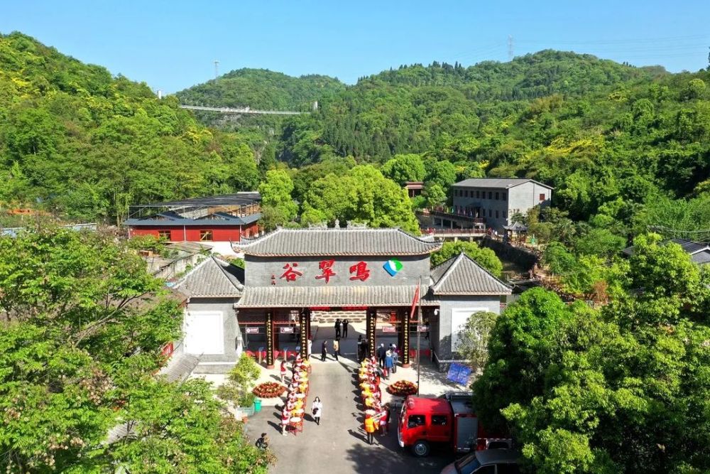 4月17日,我市首届禾雀花节暨摄影大赛启动盛典在点军区鸣翠谷风景区