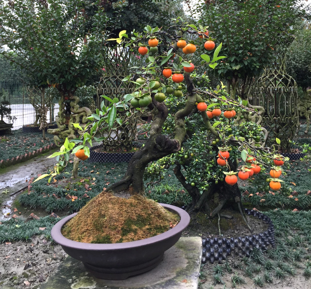 一种植物,酷似"柿子"不能吃,人称"老鸦柿",盆栽盆景很