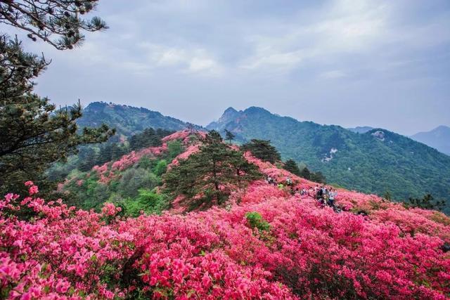 大别山杜鹃花,图片@鹏5678