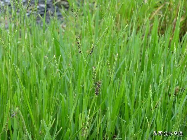 水稻田杂草图谱及常用药和施用技术