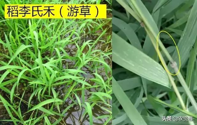 水稻田杂草图谱及常用药和施用技术