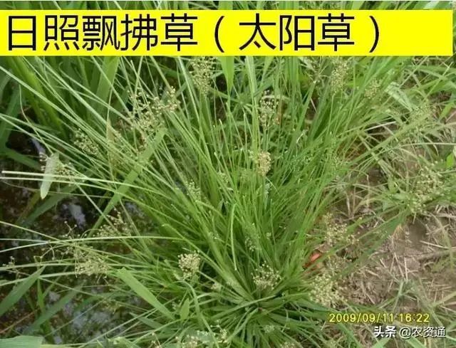 水稻田杂草图谱及常用药和施用技术