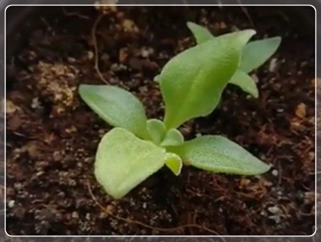 蔬菜种植,冰菜贵,在家也可以盆栽种植了,随便一摘就是