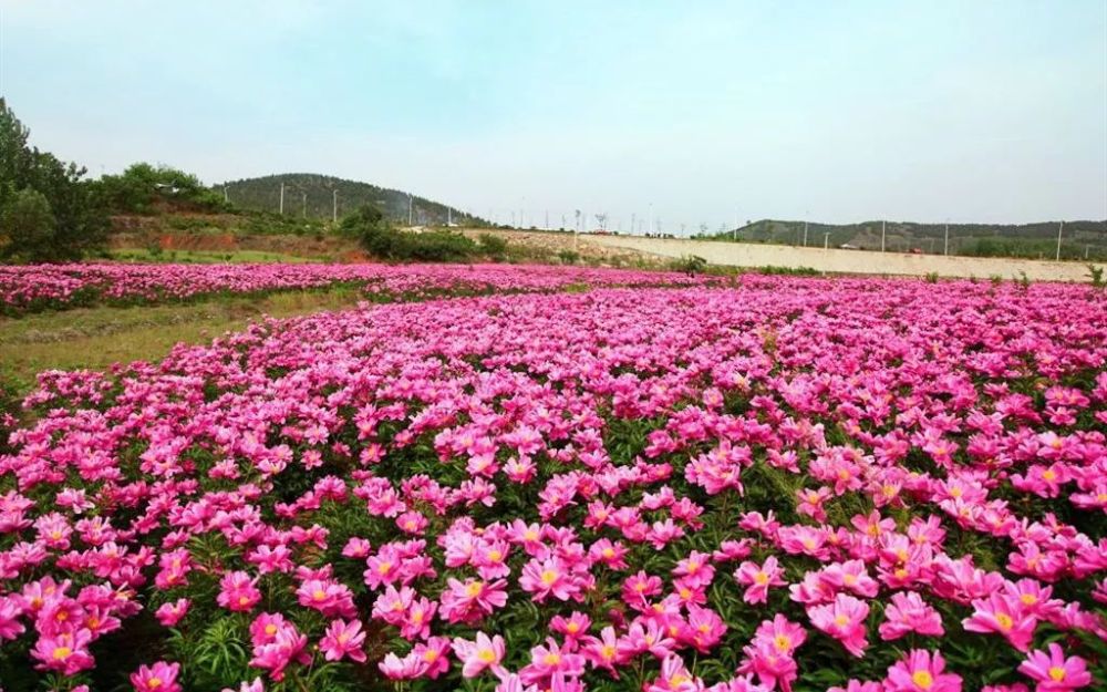 自带美颜效果的芍药花田