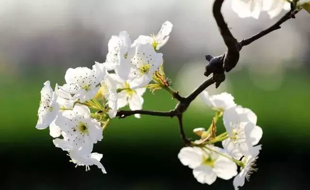 梨花一枝春带雨 16首写梨花的诗词,看看哪一首能打动