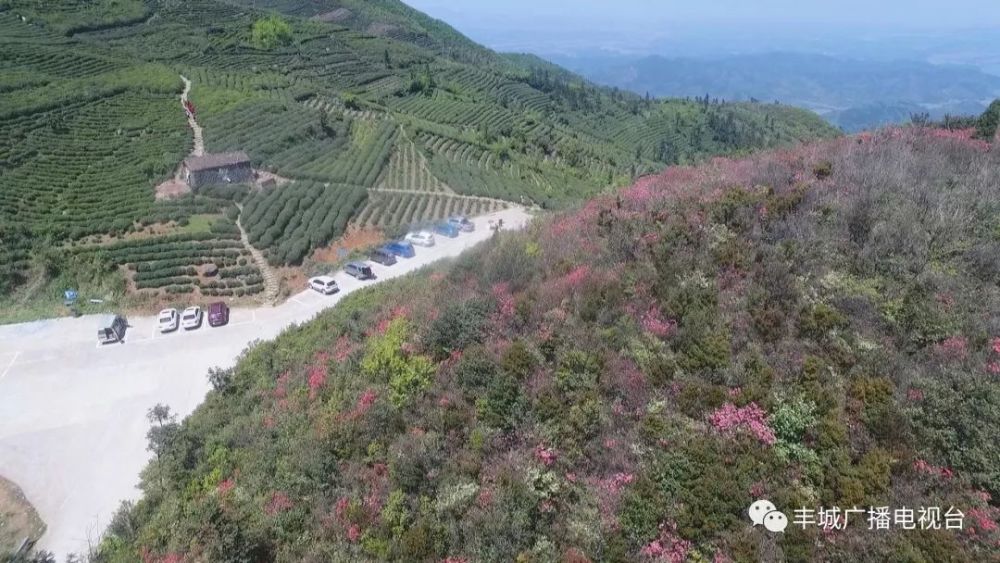 丰城罗山:茶香花艳,春游正当时!