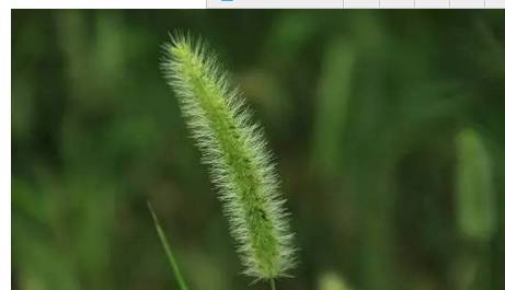 狗尾巴草竟然是很好的中药,强大的功效你不知道!