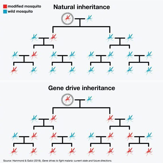 比尔盖茨:为什么基因编辑和人工智能一样值得