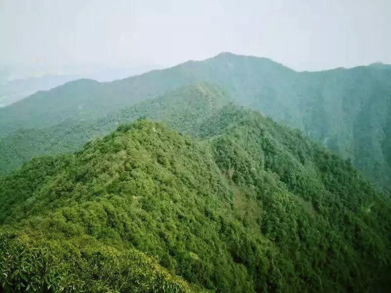 西湖群山,黄公望,森林公园