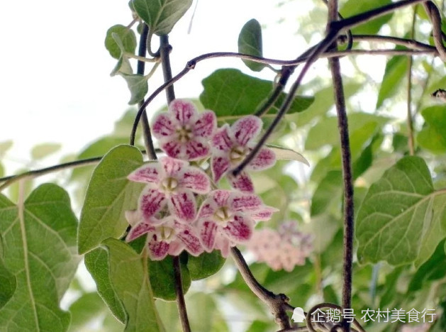 它的名字就叫做香藤子,这种野果我们从名字就能知道它是一种闻起来有