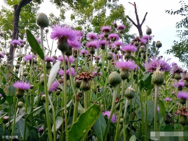 春天挖野菜,你知道刺角芽怎么吃吗?