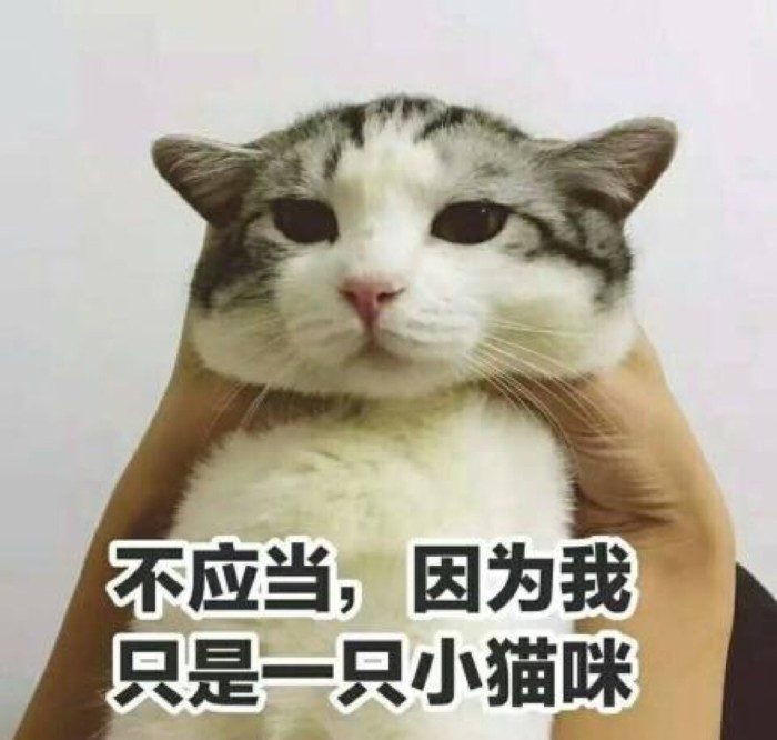 小奶猫闯祸了?表情包又卖萌:不应当,因为我只是一只小