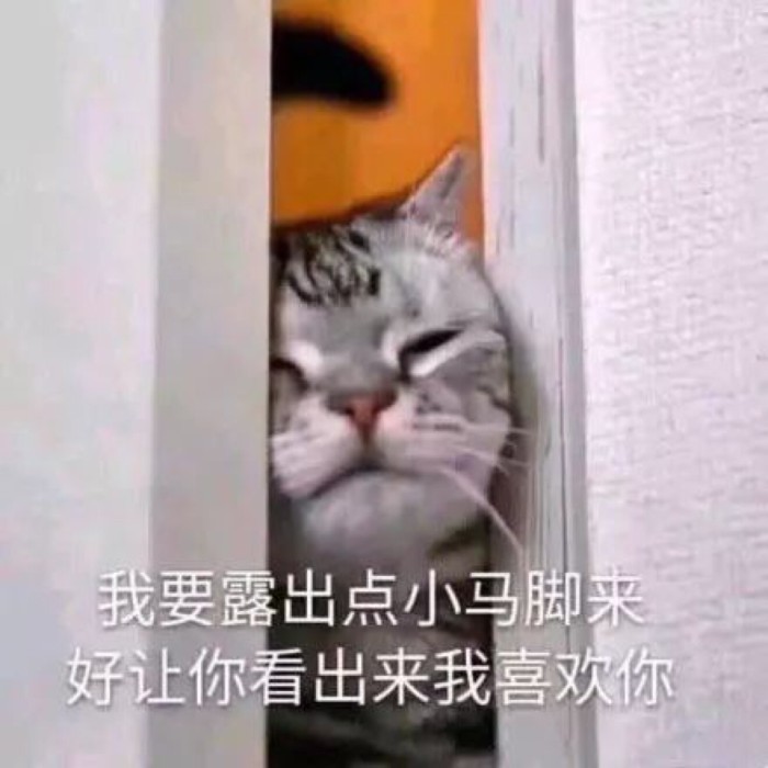 小奶猫闯祸了?表情包又卖萌:不应当,因为我只是一只小