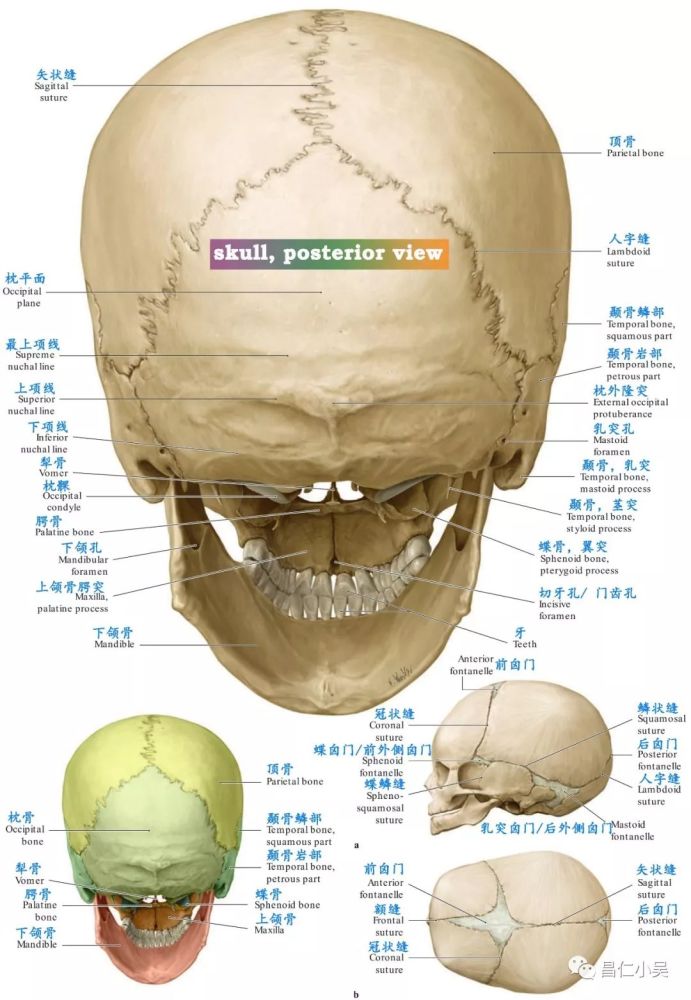 神经解剖学习笔记:脑颅骨