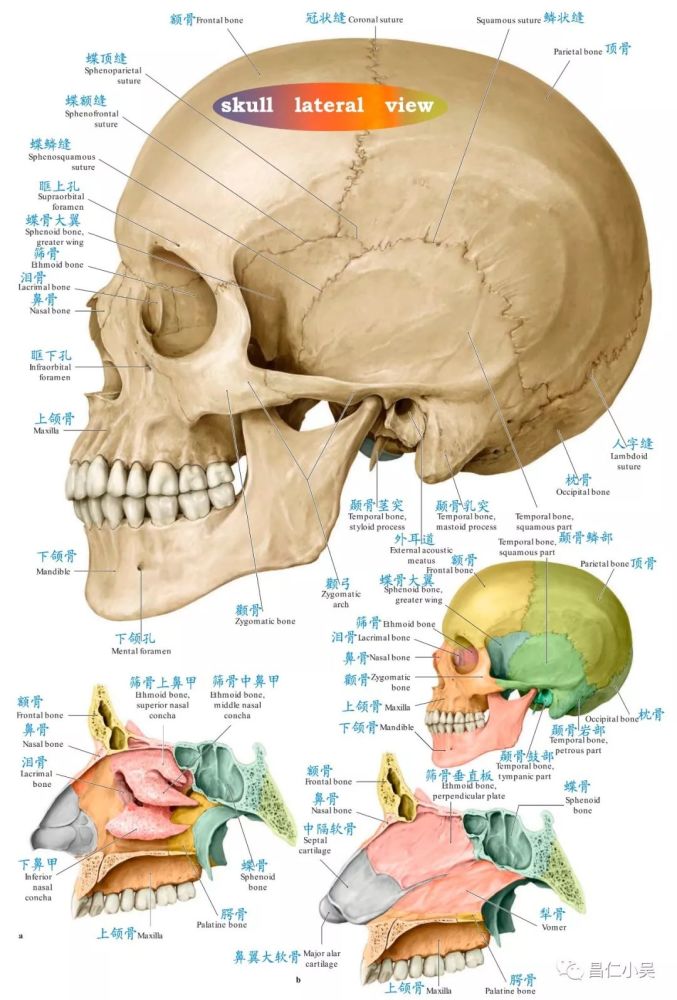 神经解剖学习笔记:脑颅骨