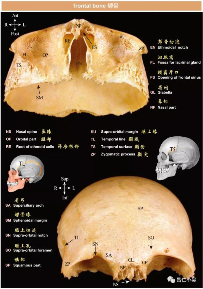 神经解剖学习笔记:脑颅骨