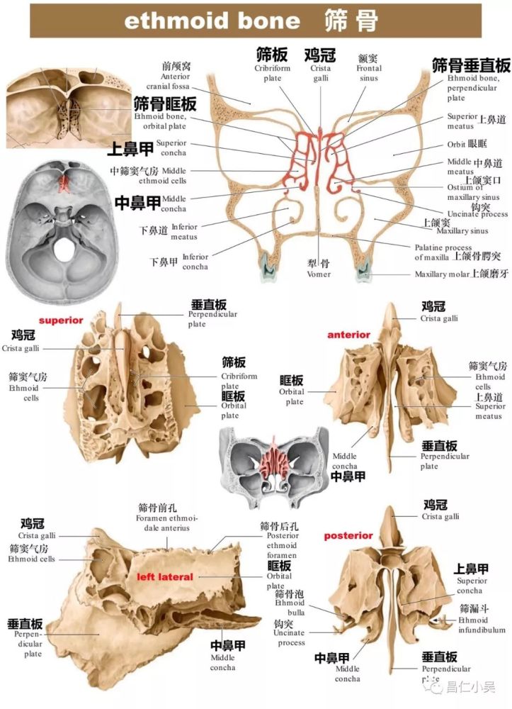 颅底内面: 主要脑颅骨分别展示: 额骨(frontal bone): 筛骨: 蝶骨