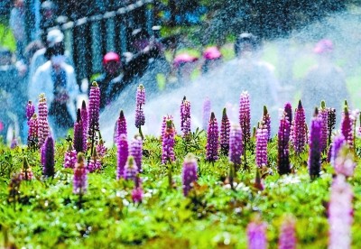 玉渊潭鲁冰花展接力樱花季