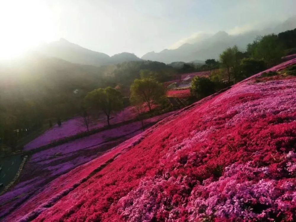 小编推荐——春季看花:昆嵛山赏芝樱花海