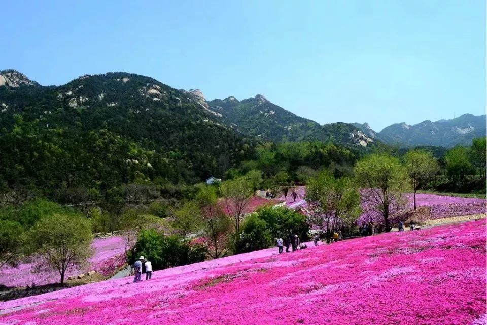 小编推荐——春季看花:昆嵛山赏芝樱花海