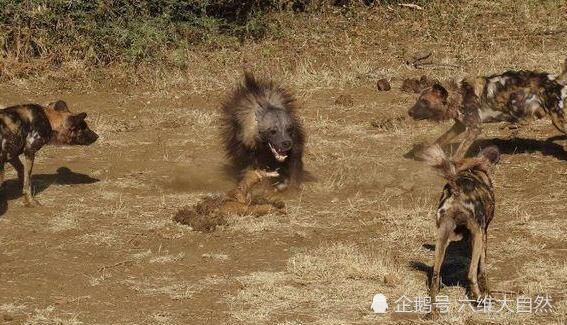 野狗群必能捕杀落单鬣狗?那是没遇到这种气势凶猛的棕