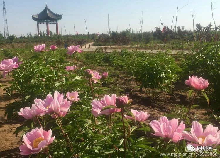 大荔,牡丹园,沙苑