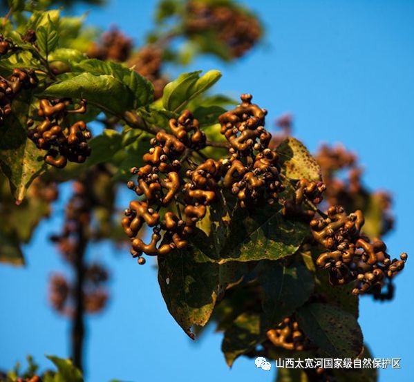 枳椇,花序,果实