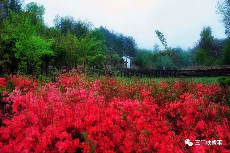 三门峡:这个地方漫山遍野红杜鹃,太美了!