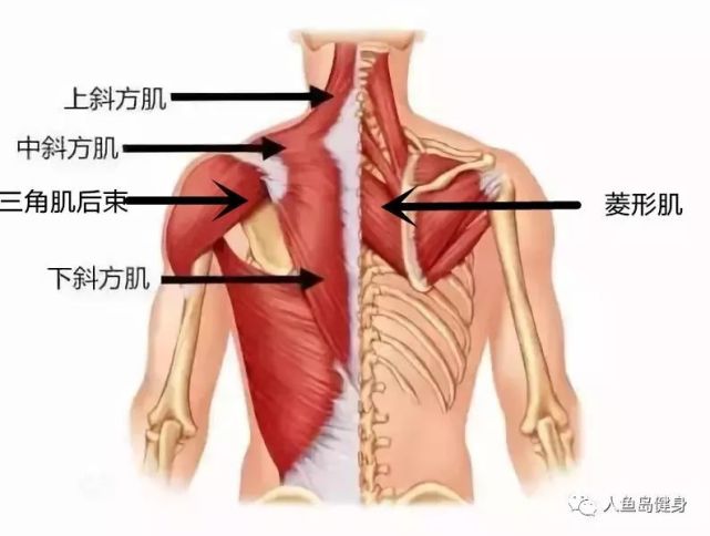 此时需要强化肩外展,外旋肌力,加强你的上背斜方肌中下部,菱形肌,三角