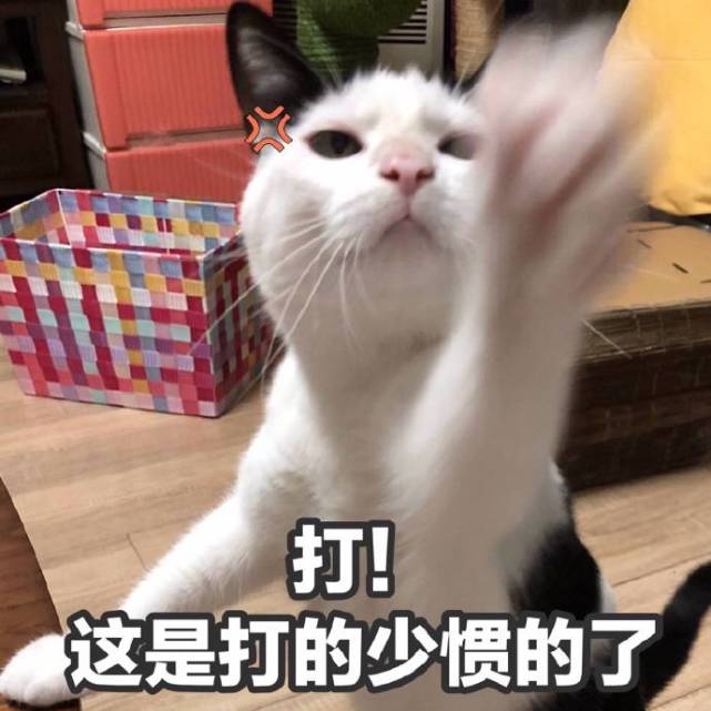 猫咪搞笑表情包:打!这是打的少惯的了