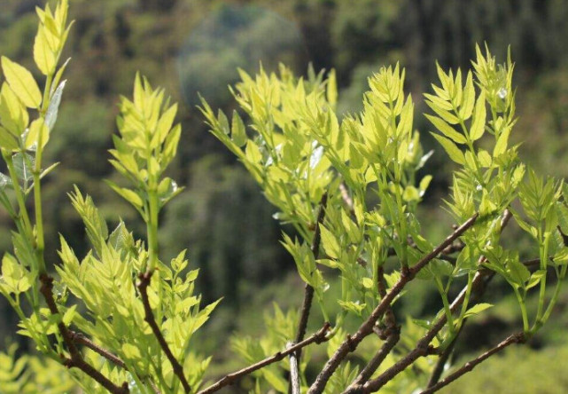 它是自然的"止咳草",早晚泡水喝,护咽润肺,咳嗽渐渐