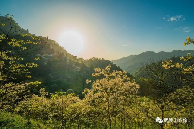 桐花寨坐落于龙山脉龙界半山腰,原名脉龙湖,因寨子