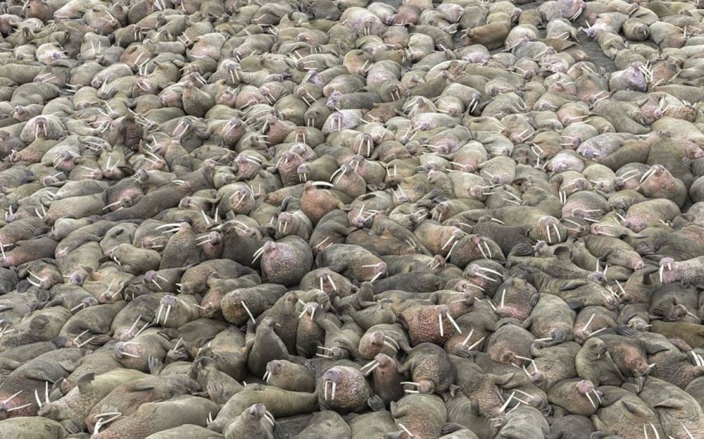 冰盖融化致数千海象聚集海滩 堆积如山(高清组图)