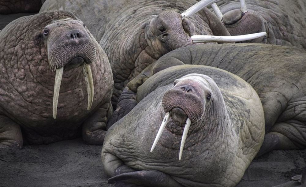 冰盖融化致数千海象聚集海滩 堆积如山(高清组图)