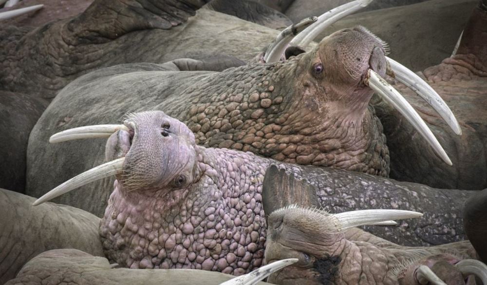 冰盖融化致数千海象聚集海滩 堆积如山(高清组图)