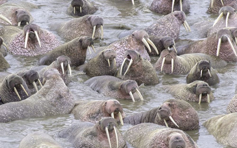 冰盖融化致数千海象聚集海滩 堆积如山(高清组图)