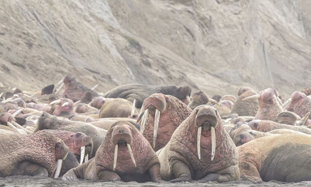 冰盖融化致数千海象聚集海滩 堆积如山(高清组图)