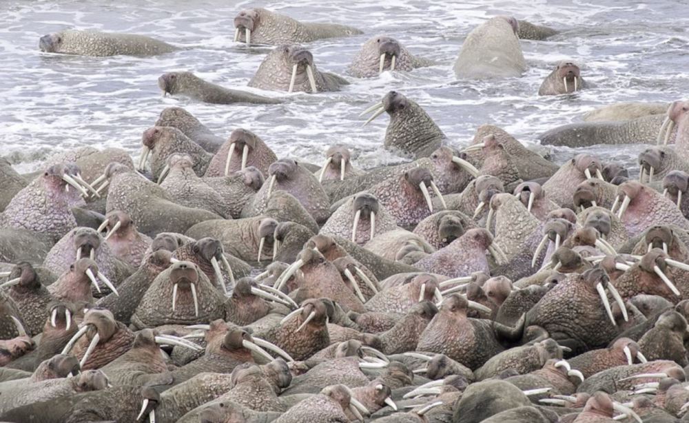 冰盖融化致数千海象聚集海滩 堆积如山(高清组图)