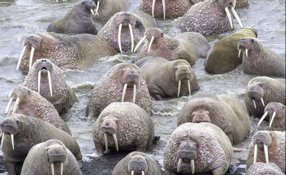 冰盖融化致数千海象聚集海滩 堆积如山(高清组图)