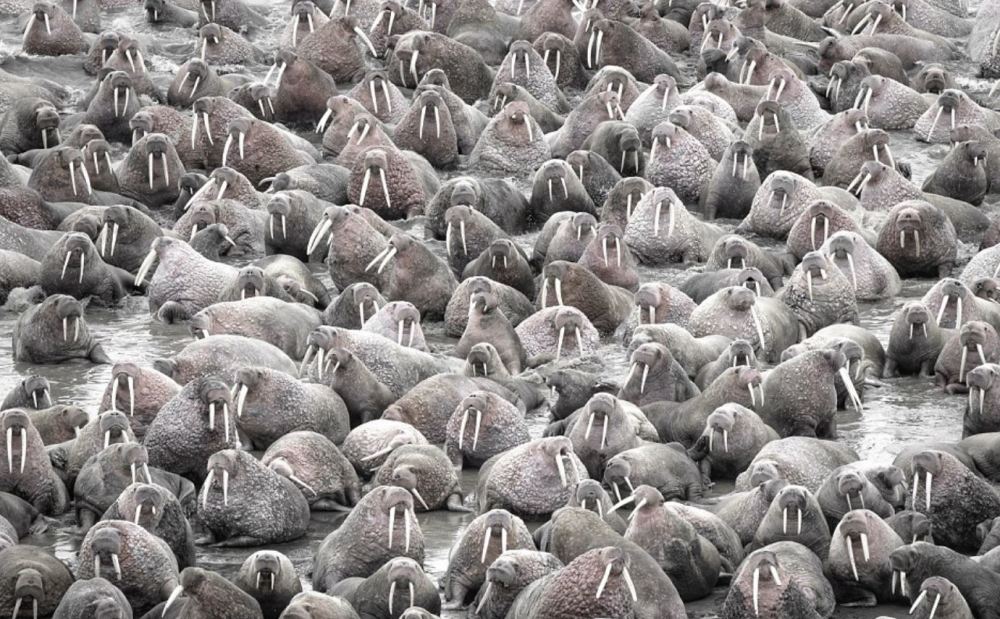 冰盖融化致数千海象聚集海滩 堆积如山(高清组图)