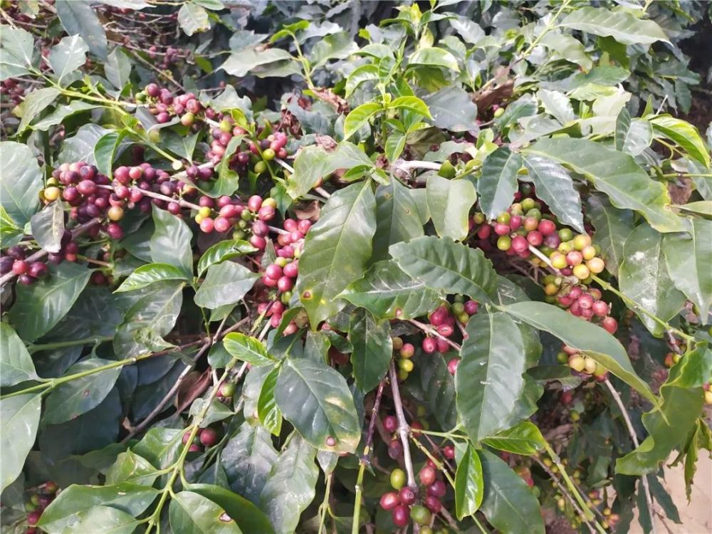 一颗咖啡豆的诞生,记云南保山潞江坝小粒咖啡之行