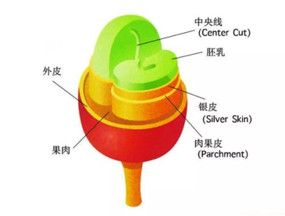 一颗咖啡豆的诞生,记云南保山潞江坝小粒咖啡之行