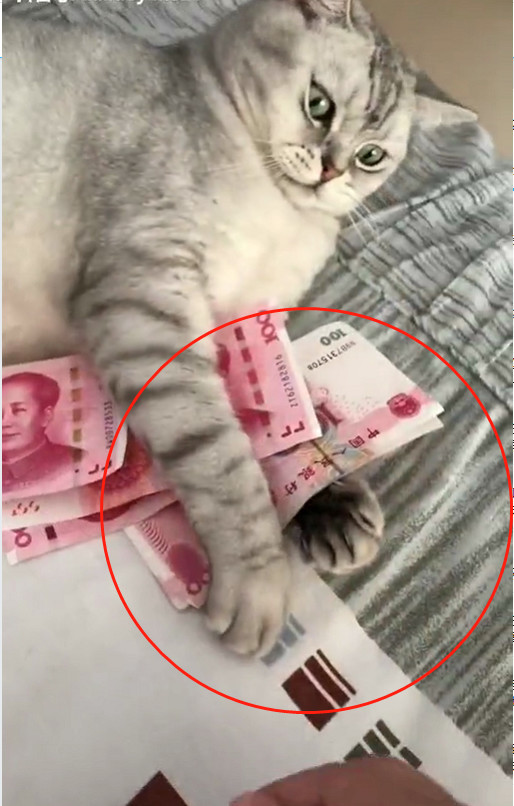 猫咪抱着"钱"不撒手,主人去拿反被挠,网友:可以洗洗炖了