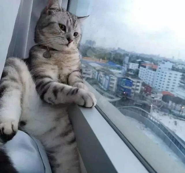 气质喵 社会喵 无赖喵 难怪猫星人那么硬气,原来都是有身份的喵!