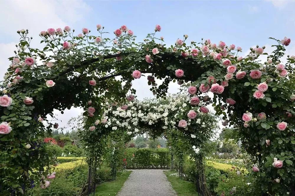 铁蔷薇排名_心有猛虎细嗅蔷薇图片(3)