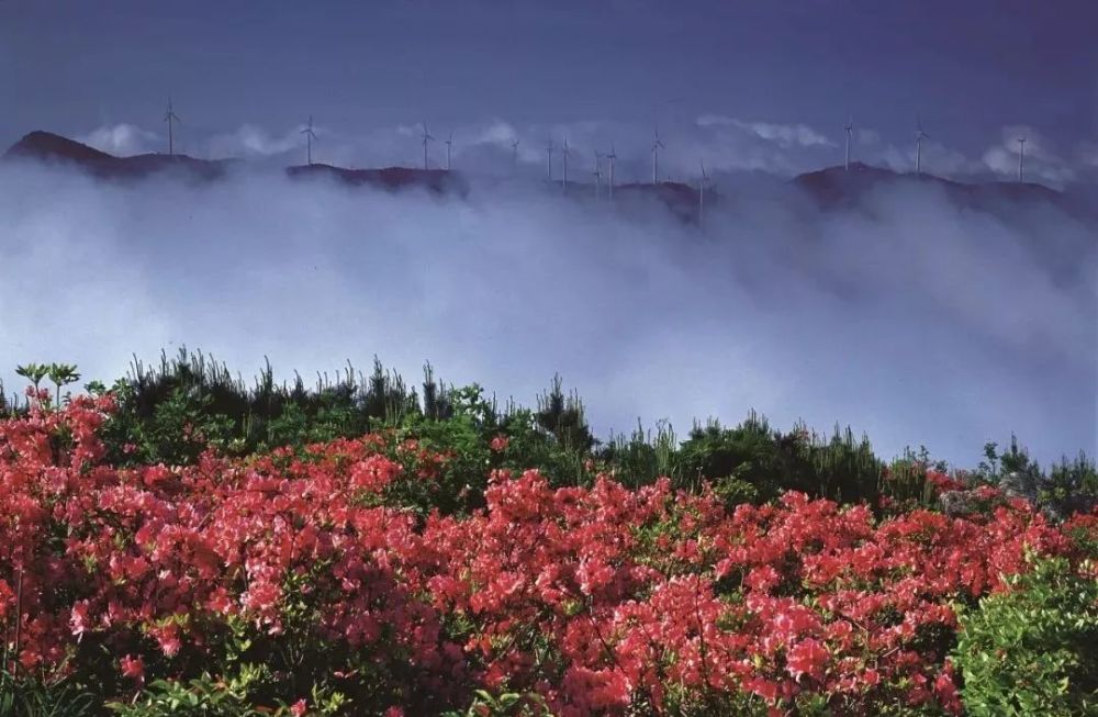 温岭人!括苍山杜鹃花已经红了!