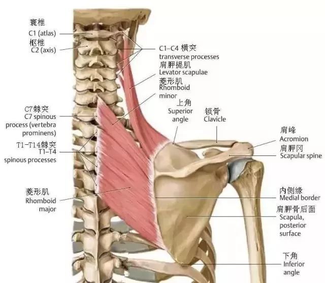 张子枫瘦成纸片人还有直角肩,没几天这斜方肌又粗壮了