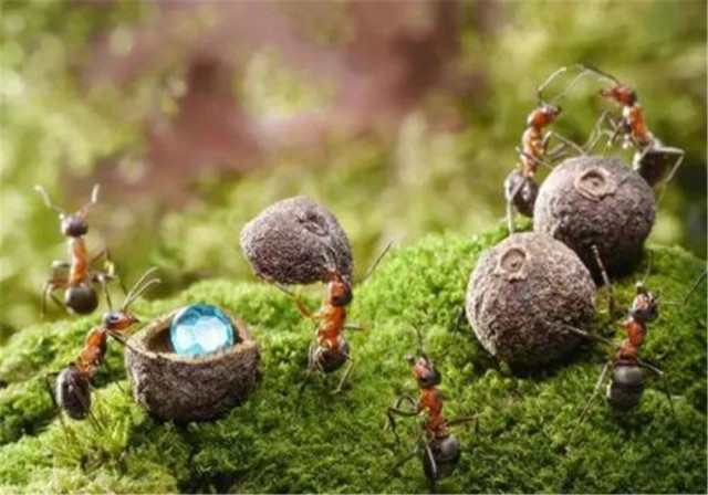 蚂蚁抗树枝看图猜成语_看图猜成语(2)