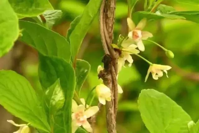 【花色区别】北五味子花色乳白色或淡粉色,南五味子花橙黄色.